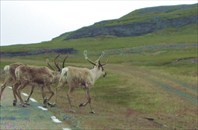 Северные олени переходят дорогу